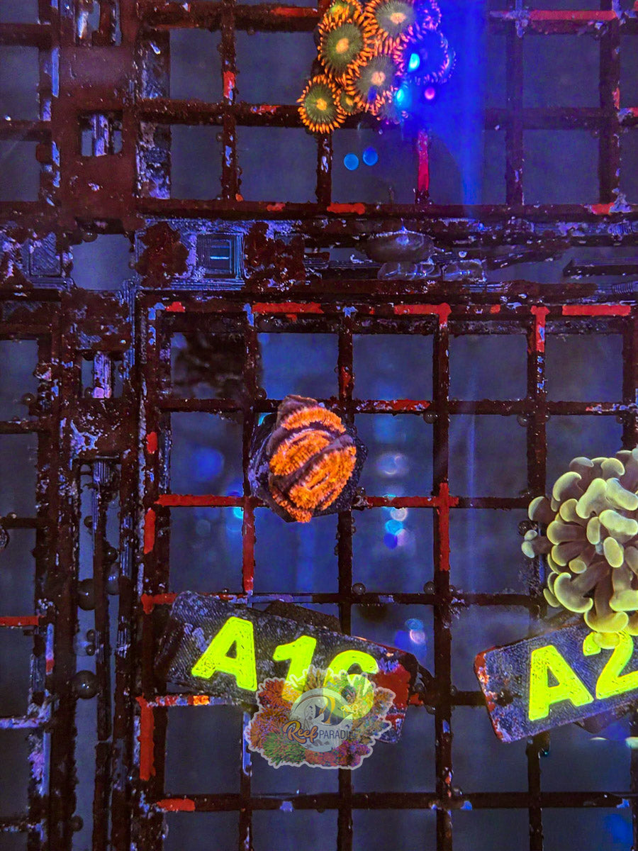 WYSIWYG A16 Ultra Acan