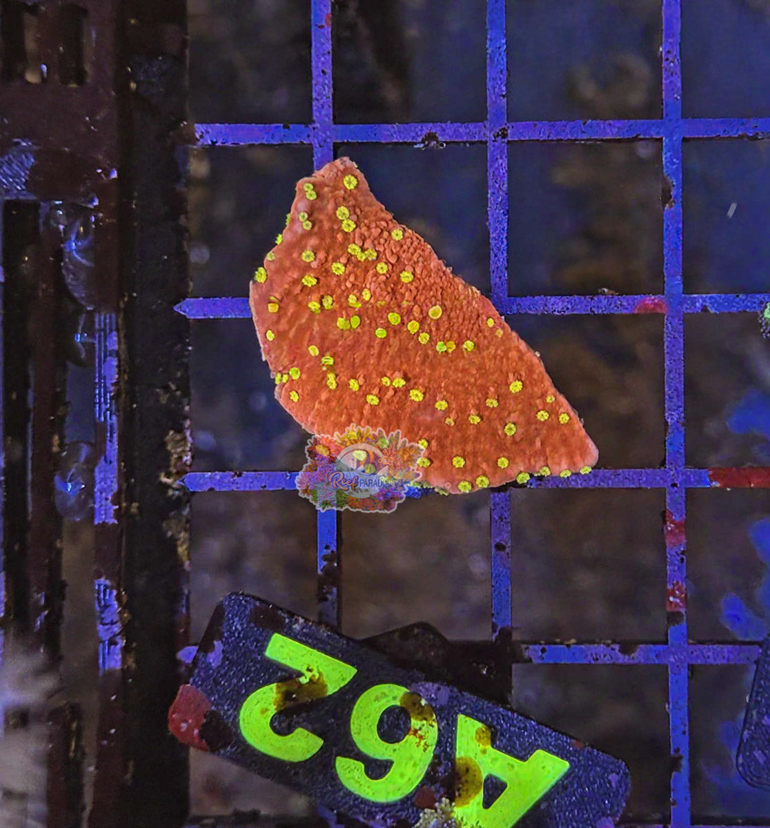 WYSIWYG 62 Starburst Monti Cap