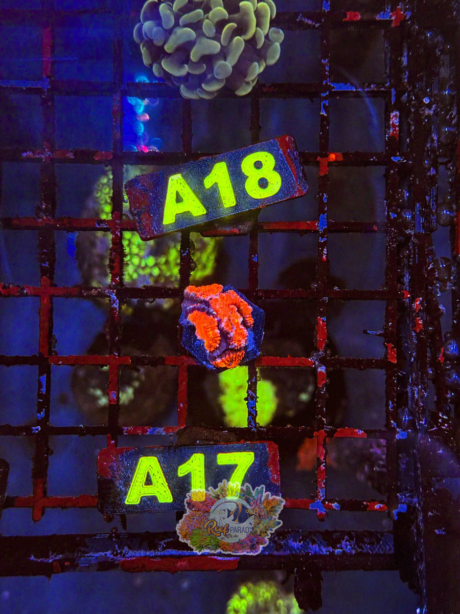 WYSIWYG A17 Ultra Acan