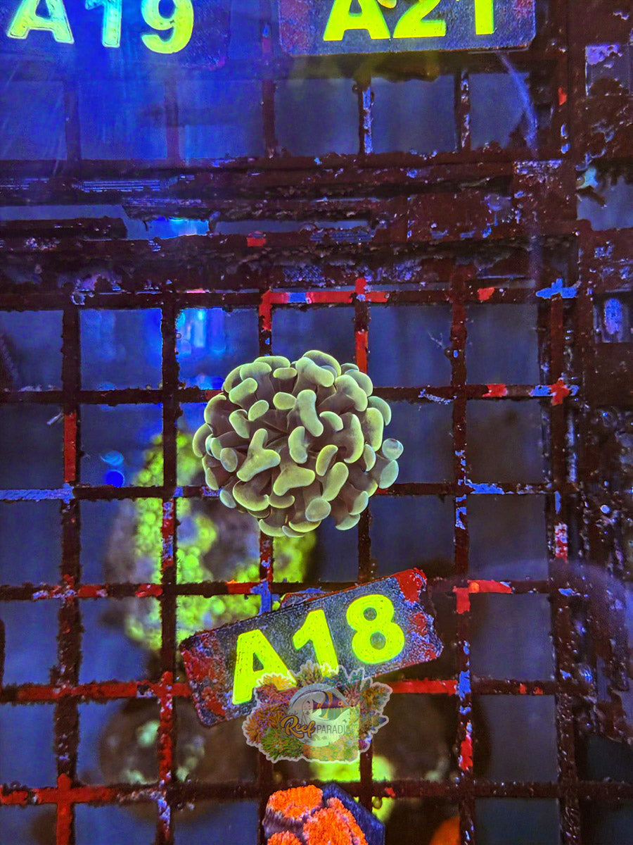 WYSIWYG A18 Branching Hammer