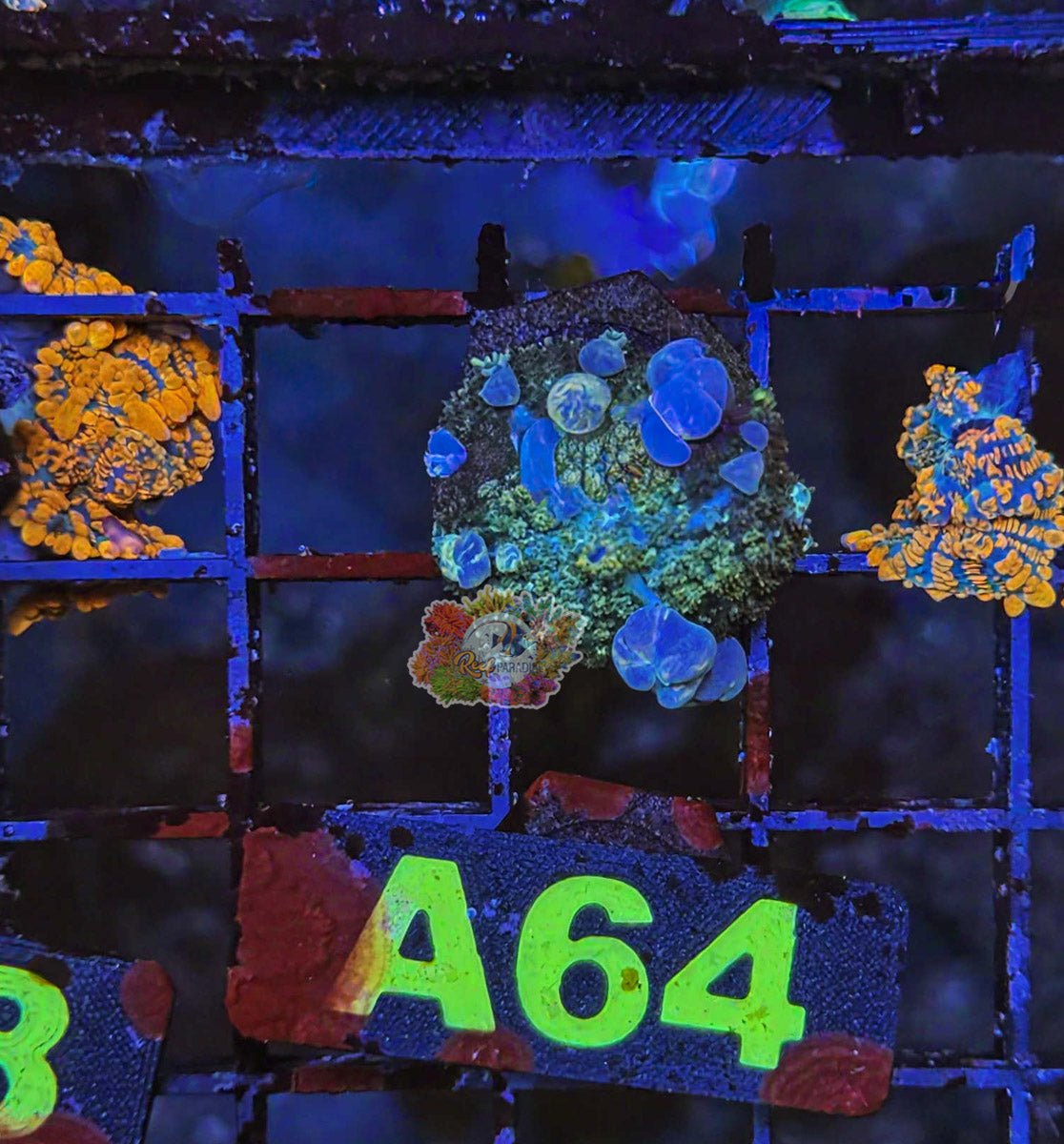 WYSIWYG 64 Powerball Bounce Mushroom