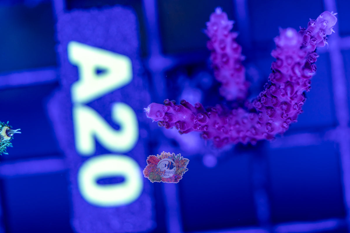 WYSIWYG 20 Red Diablo Acro