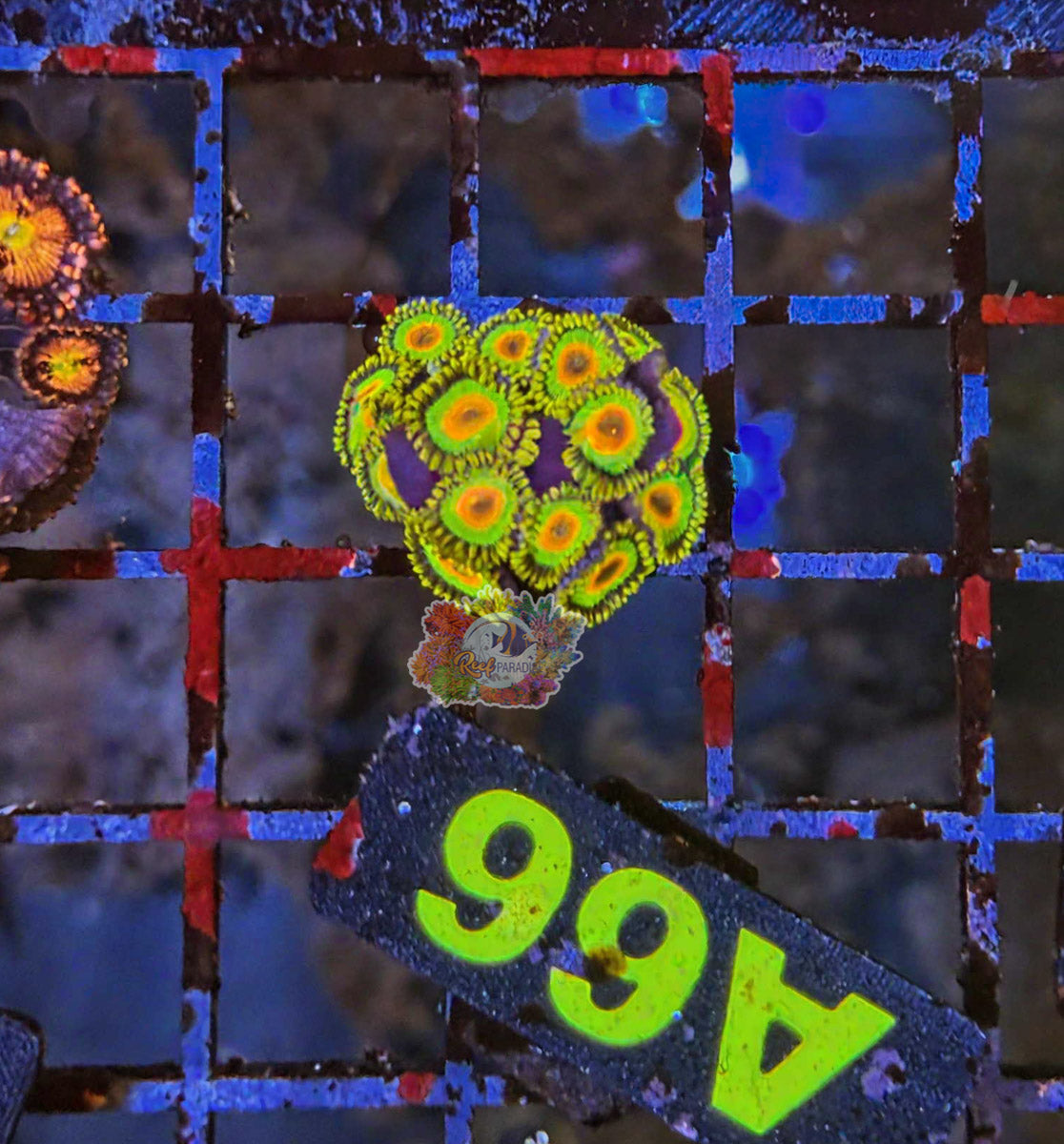 WYSIWYG 66 Rasta Zoa