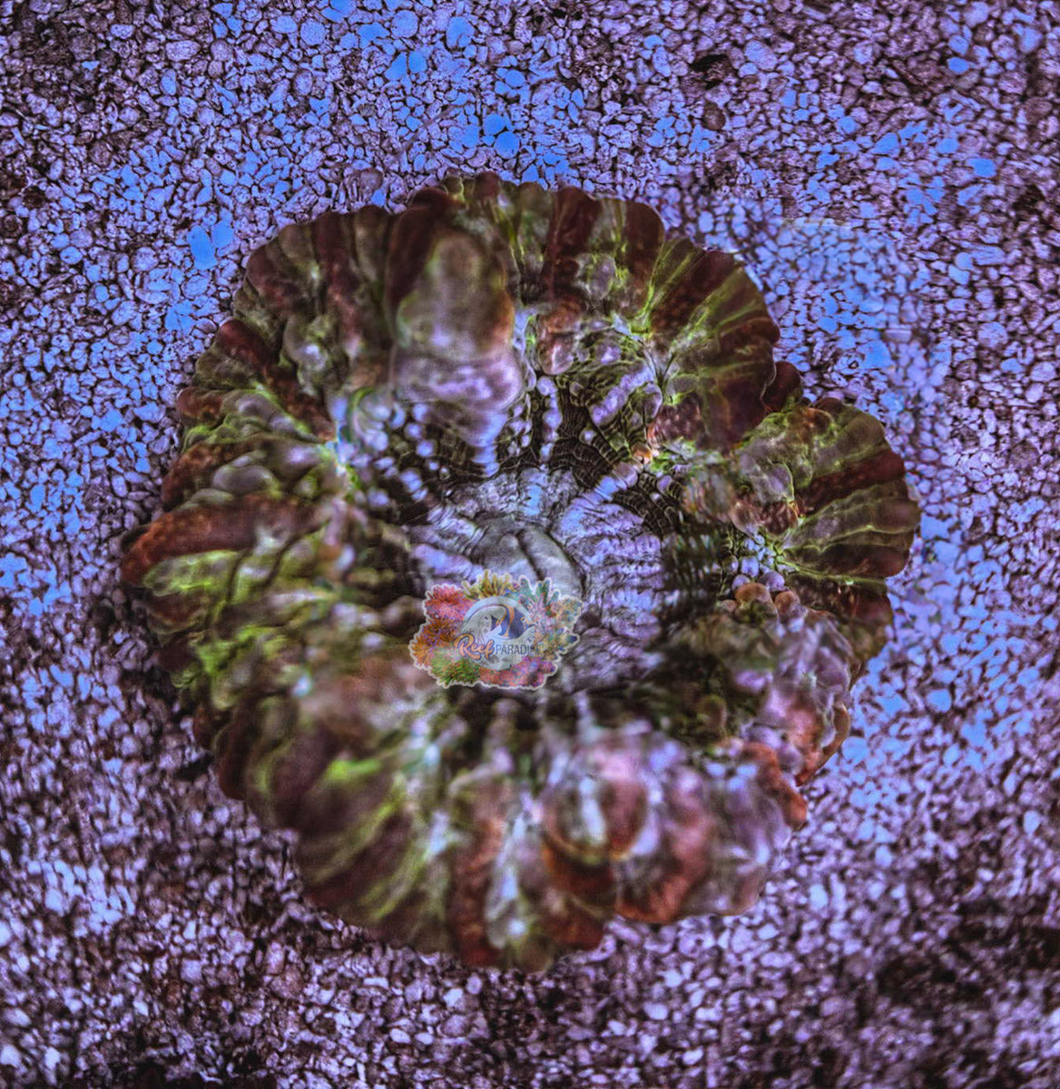 Wysiwyg Ultra indophyllia 3