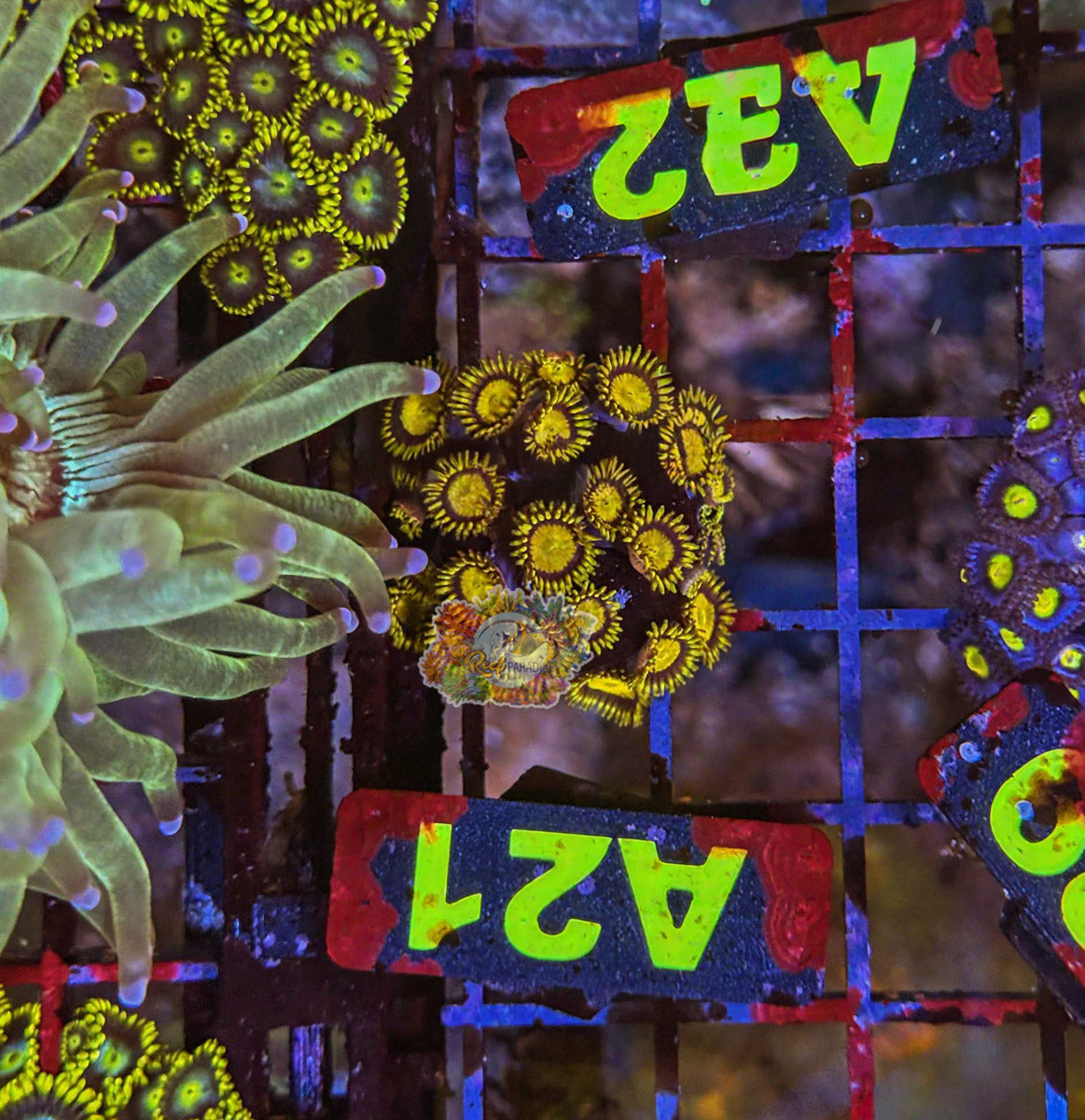 WYSIWYG 21 Zoa