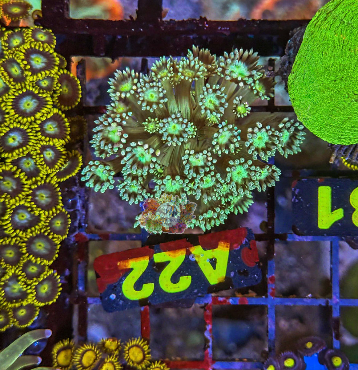 WYSIWYG 22 Goniopora