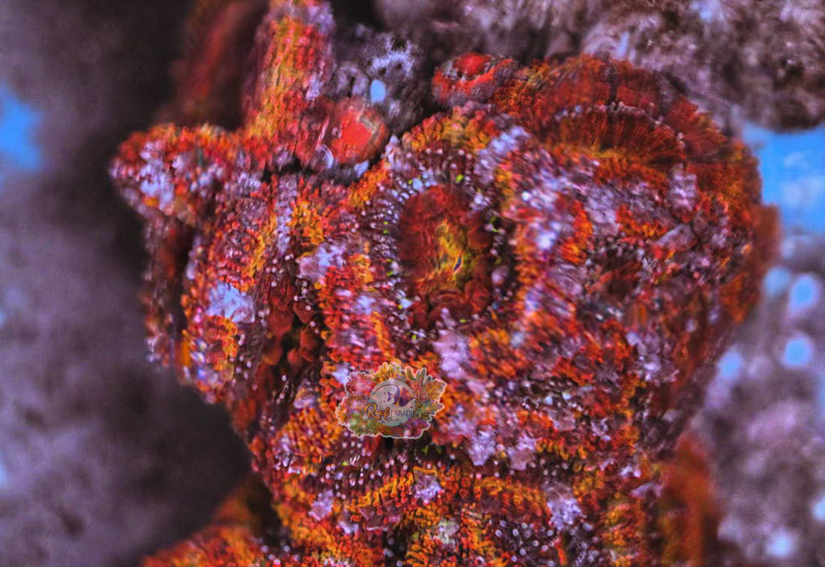 Rainbow Acan Frag