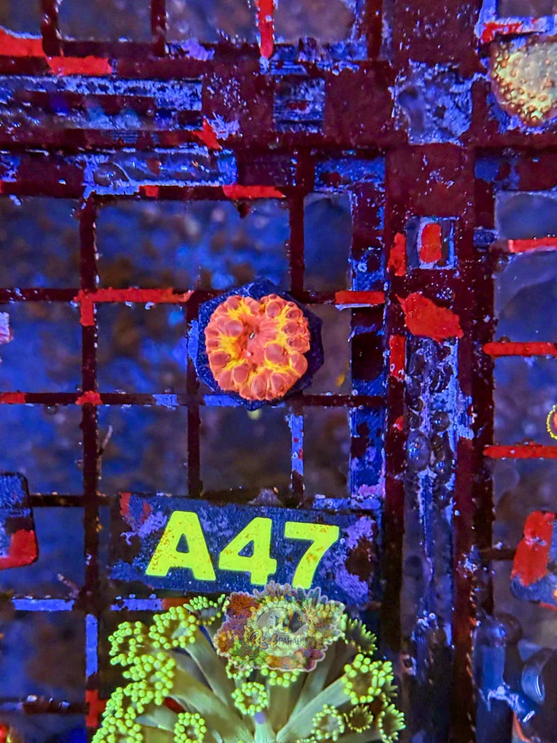 WYSIWYG A47 Ultra Blasto