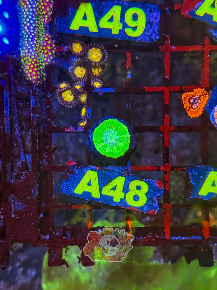 WYSIWYG A48 Neon Candycane