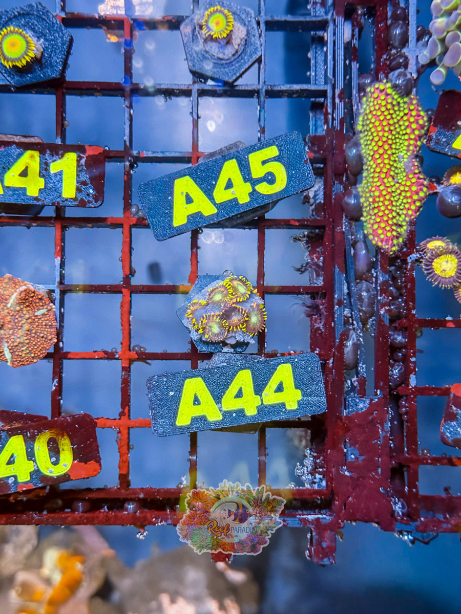 WYSIWYG A44 Zoa