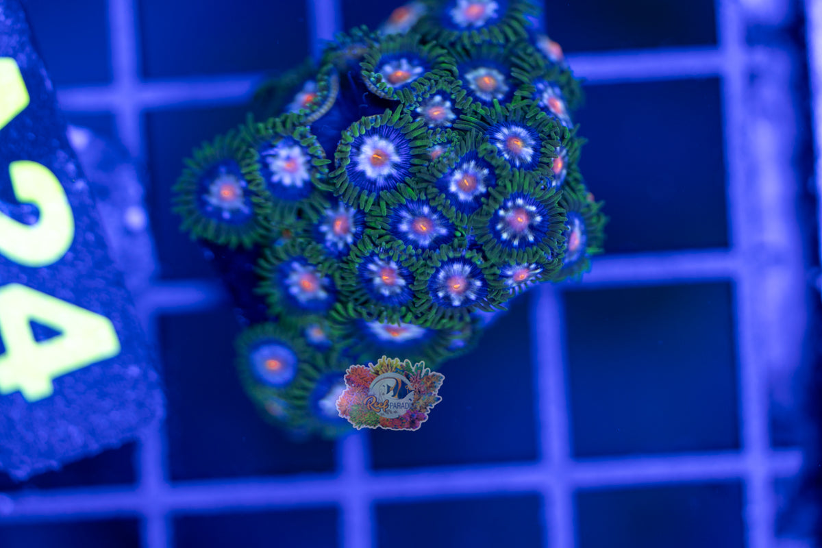 WYSIWYG 24 Zoa Frag