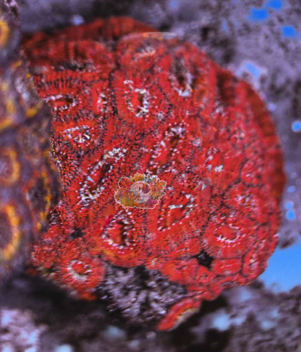 Acan Frag