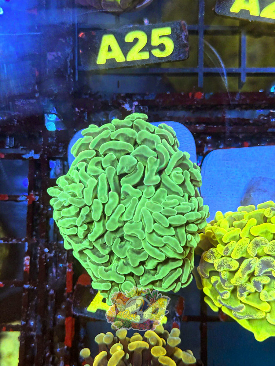 WYSIWYG A24 Aussie Branching Hammer