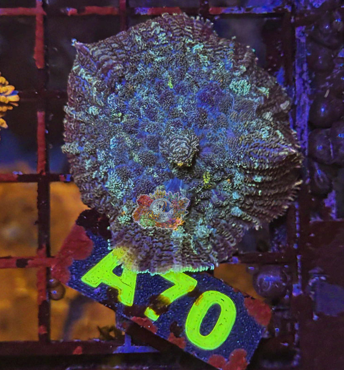 WYSIWYG 70 Mushroom