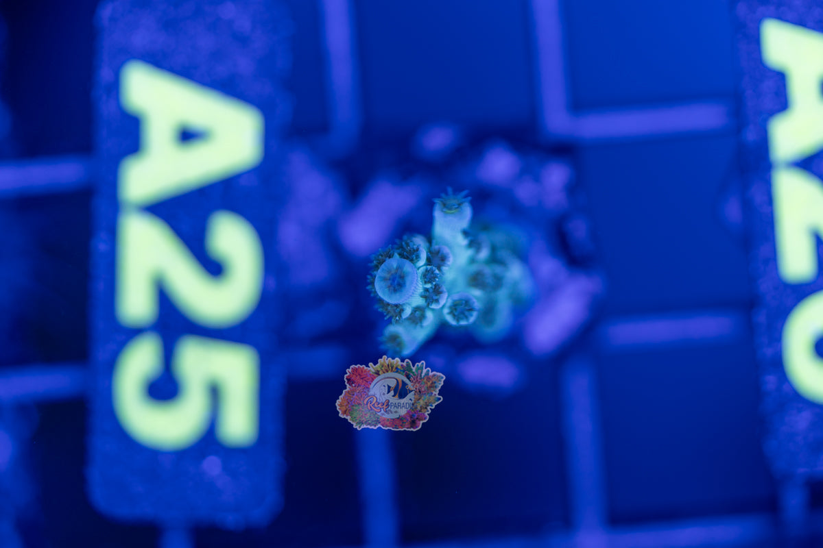 WYSIWYG 25 Acropora Tenuis