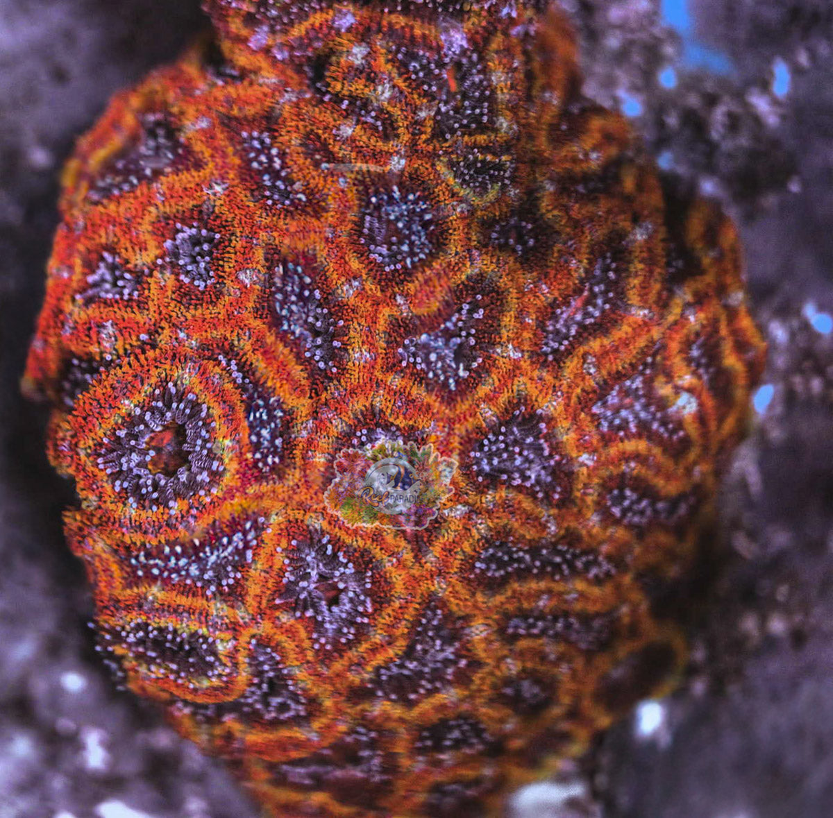 Rainbow Acan Frag