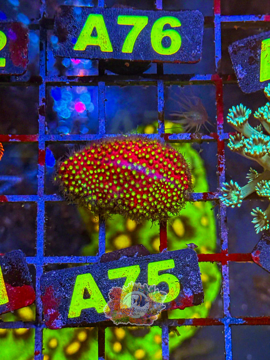 WYSIWYG A75 Rainbow Bernardapora
