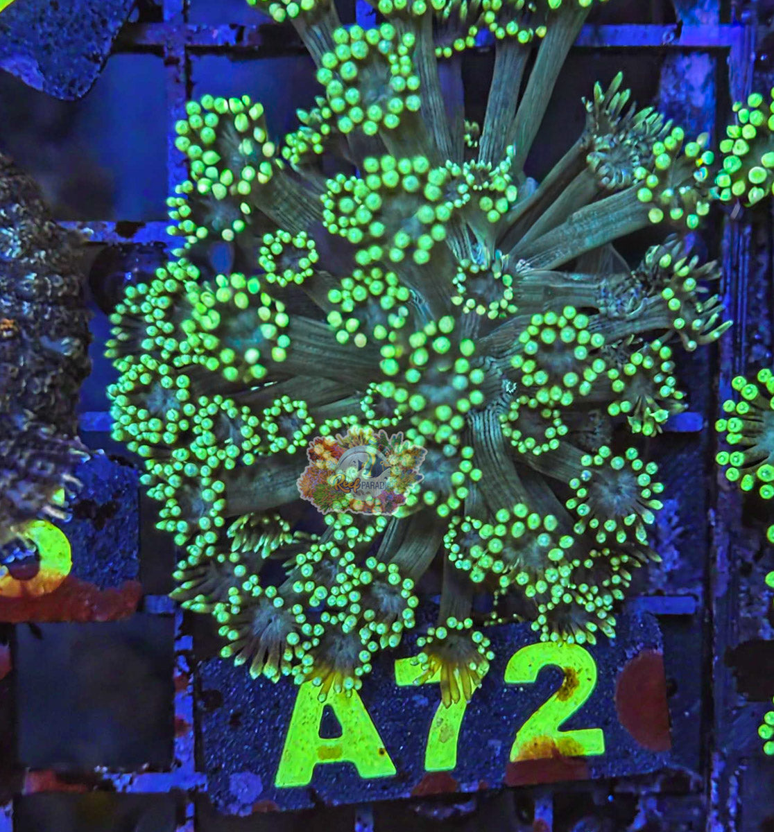WYSIWYG 72 Goniopora