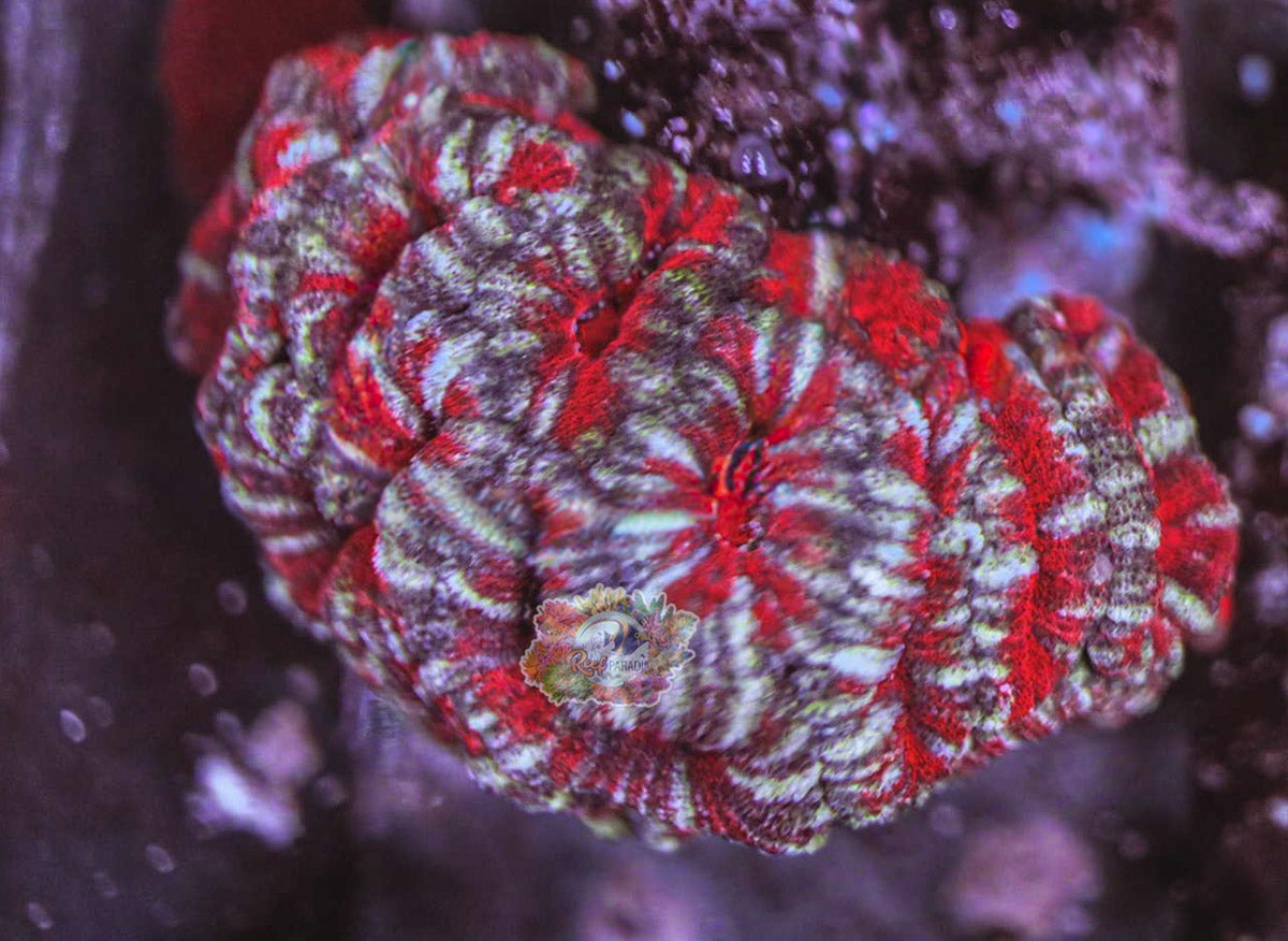Acan Frag