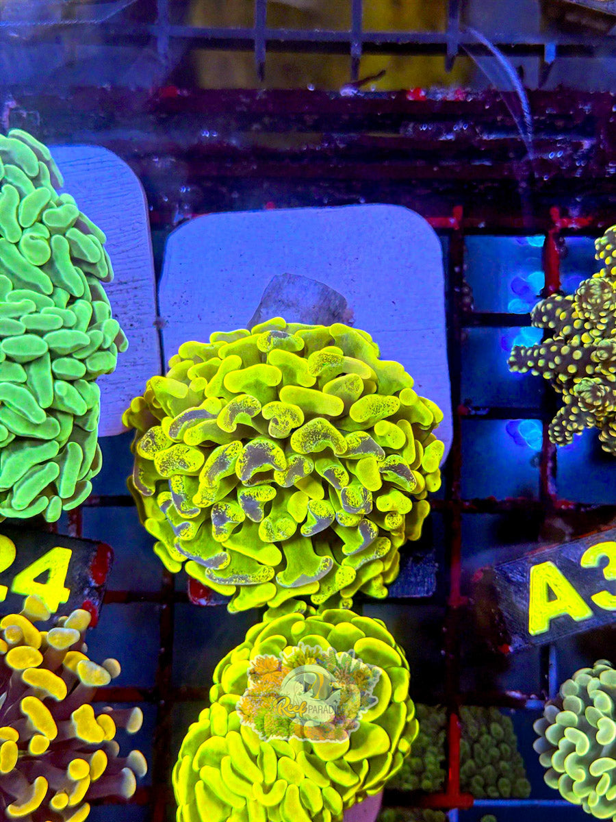 WYSIWYG A28 Aussie Neon Pulse Hammer *CRAZY*