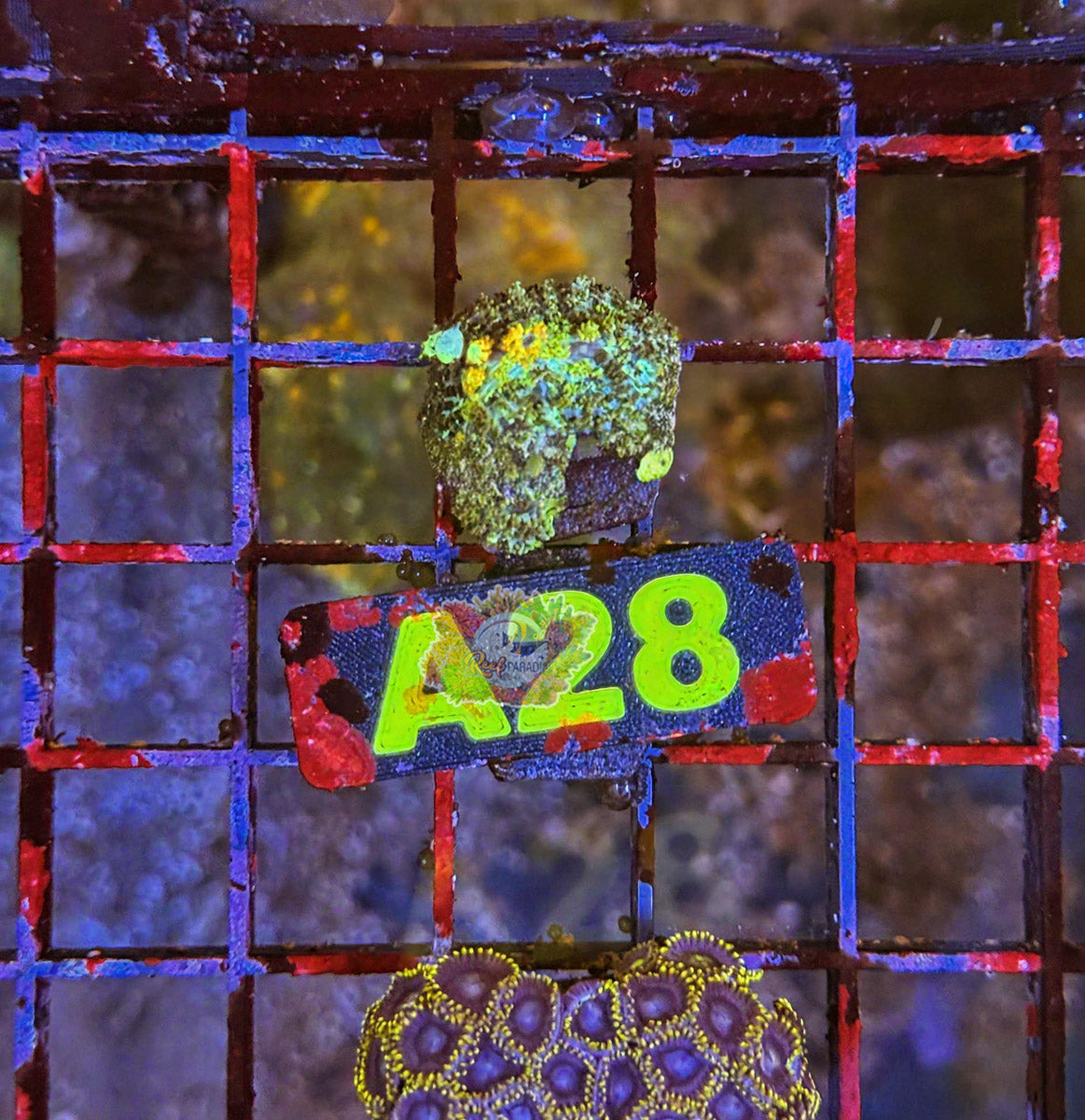 WYSIWYG 28 Powerball Bounce Mushroom