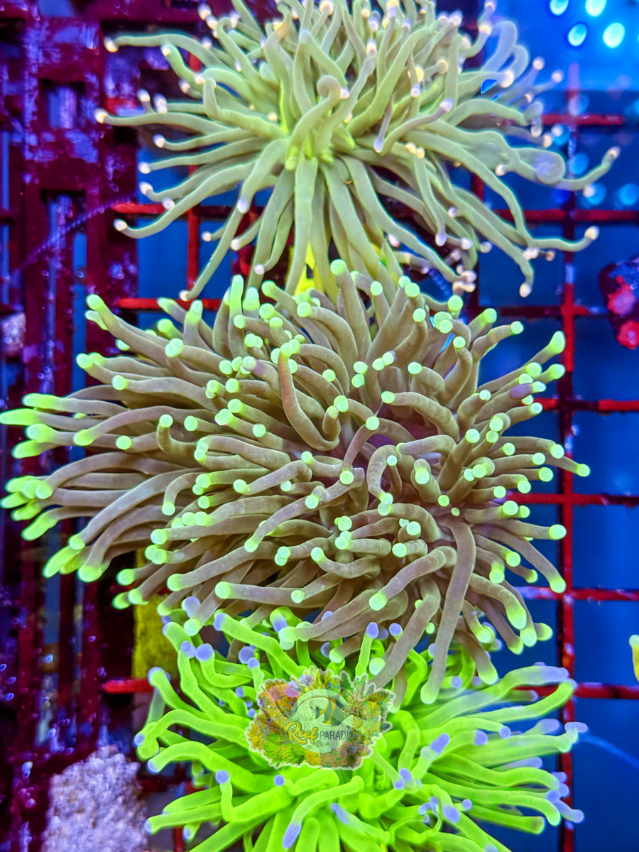 WYSIWYG A2 Green Torch