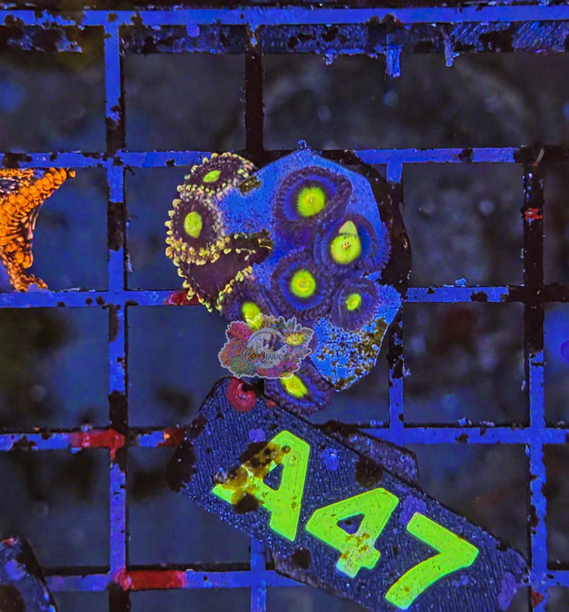 WYSIWYG 47 Zoa