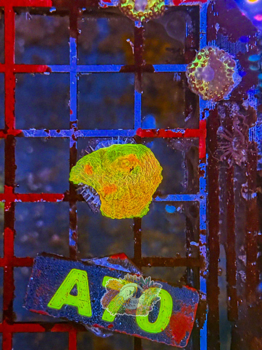 WYSIWYG A70 Crayola Meltdown Chalice
