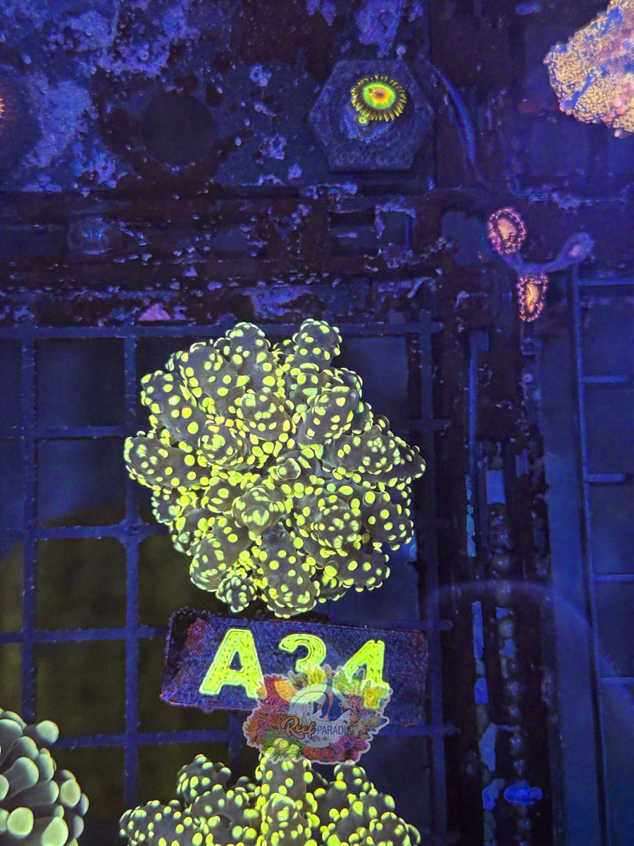 WYSIWYG A34 Golden Octospawn