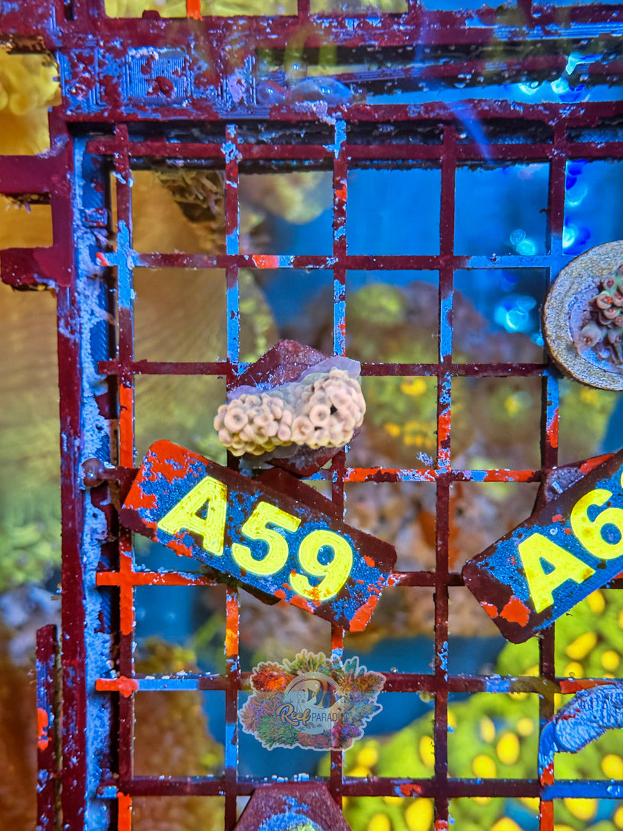 WYSIWYG A59 Acro