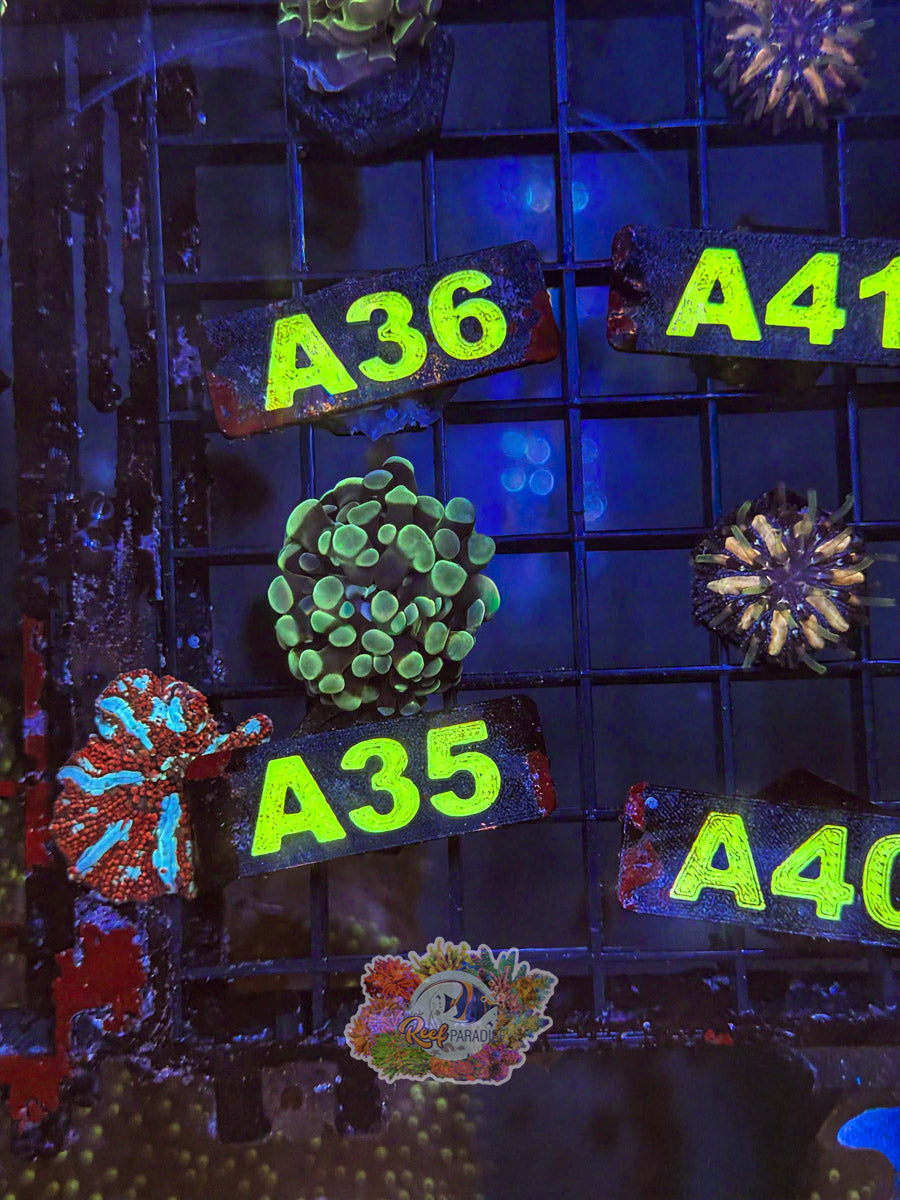 WYSIWYG A35 Branching Hammer