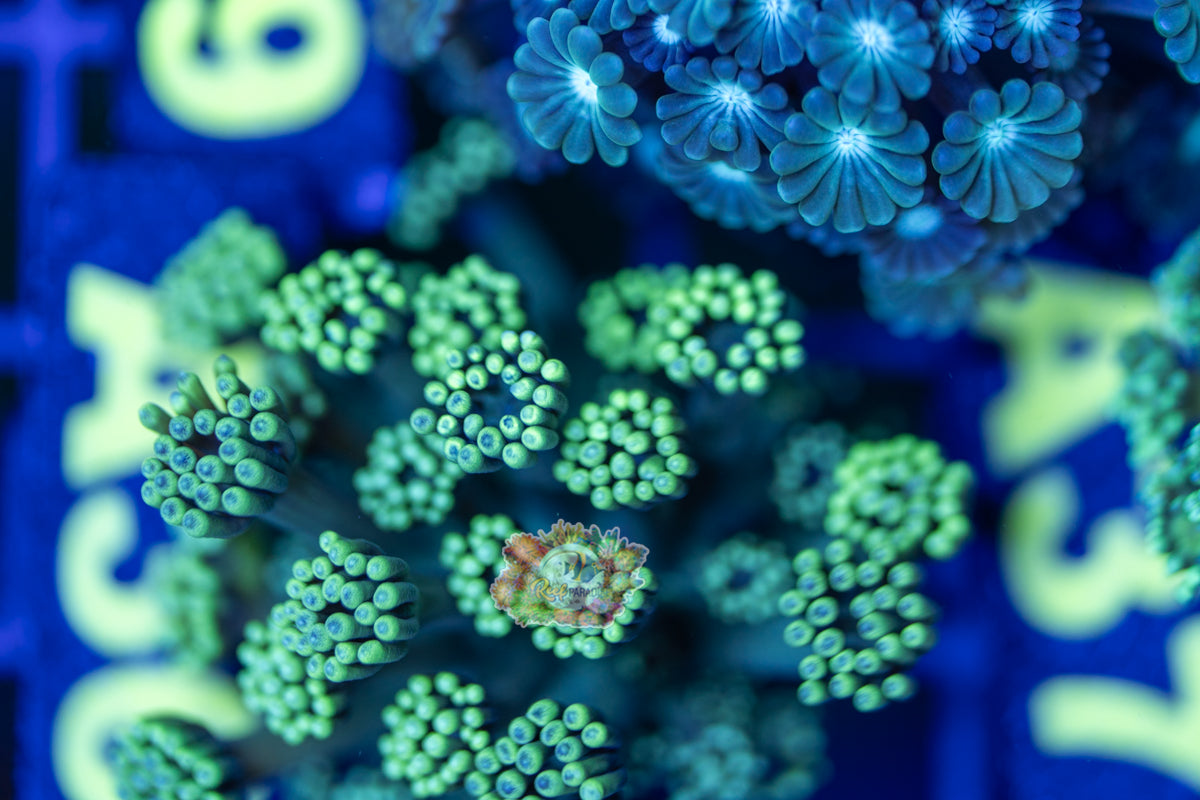 WYSIWYG 36 Green Goniopora