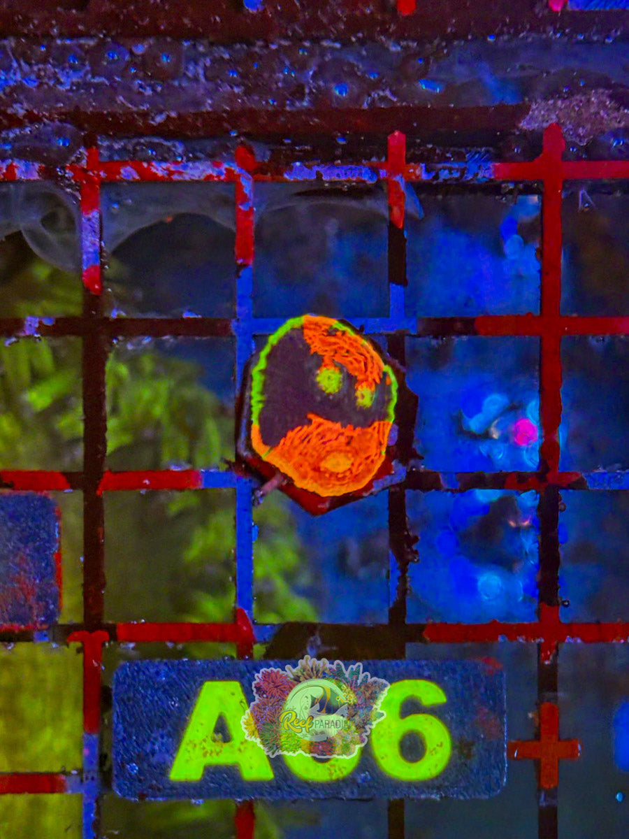 WYSIWYG A66 RR Rainbow Dynamite Chalice