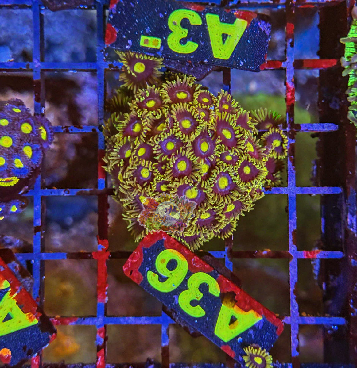 WYSIWYG 36 Zoa