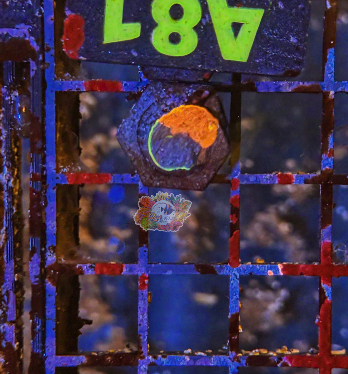 WYSIWYG 81 Rainbow Dynamite Chalice