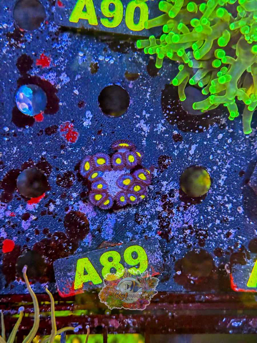 WYSIWYG A89 AOI Zoa
