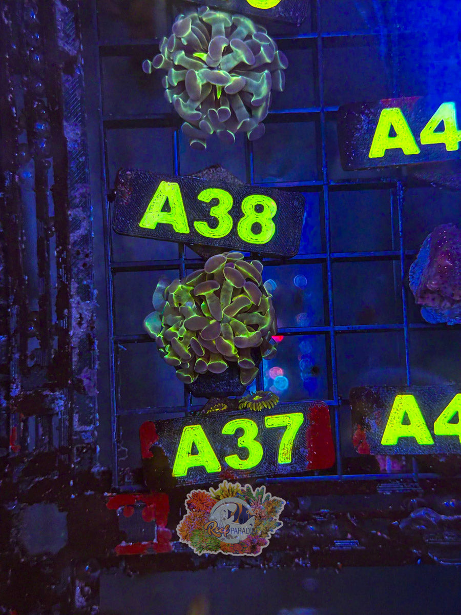 WYSIWYG A37 OG Hologram Hammer