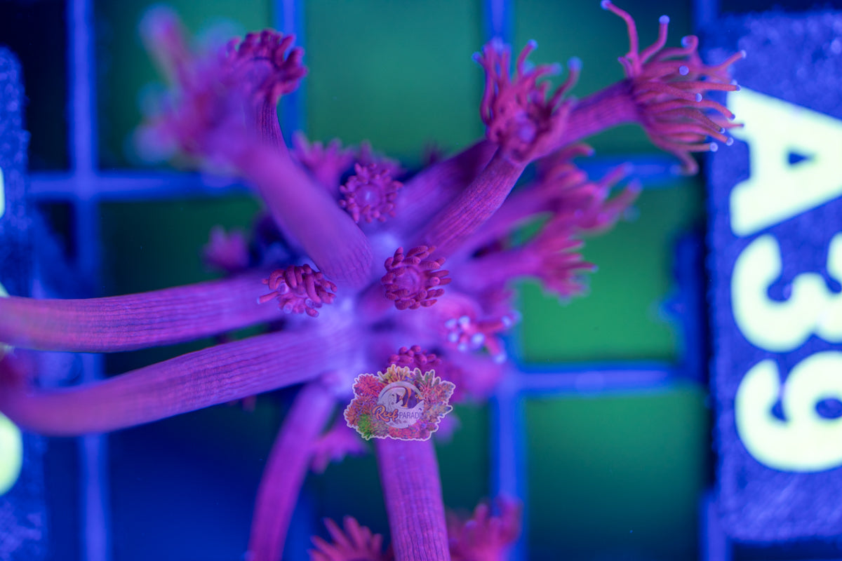 WYSIWYG 38 Bloody Mary Goniopora (Cultured 4+ years)