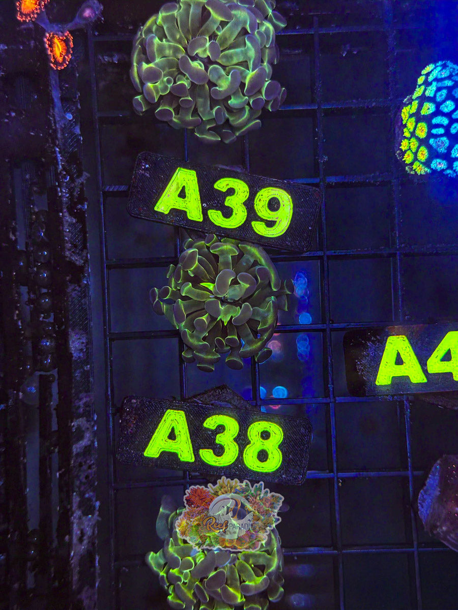 WYSIWYG A38 OG Hologram Hammer