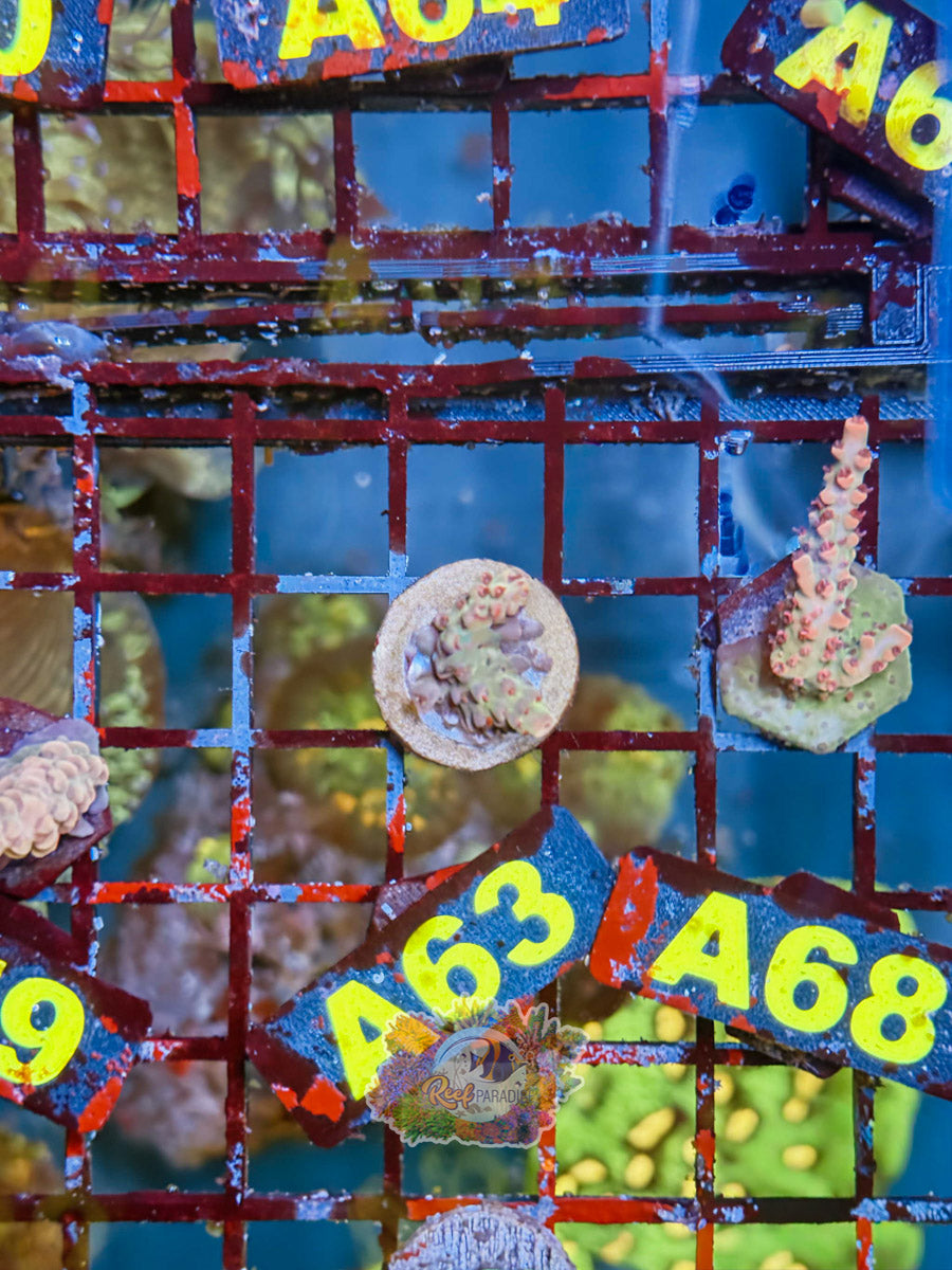 WYSIWYG A63 Acro