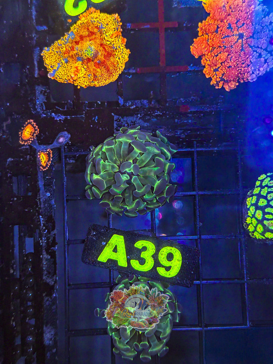 WYSIWYG A39 OG Hologram Hammer
