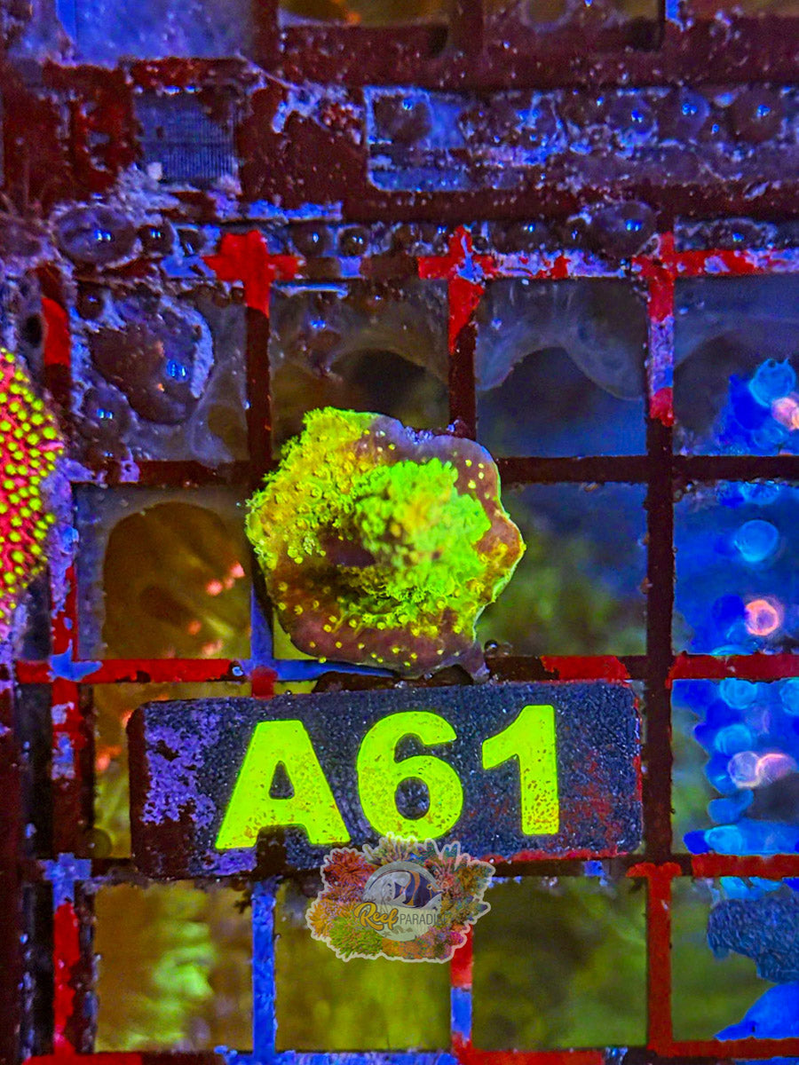WYSIWYG A61 Neon Green Acro