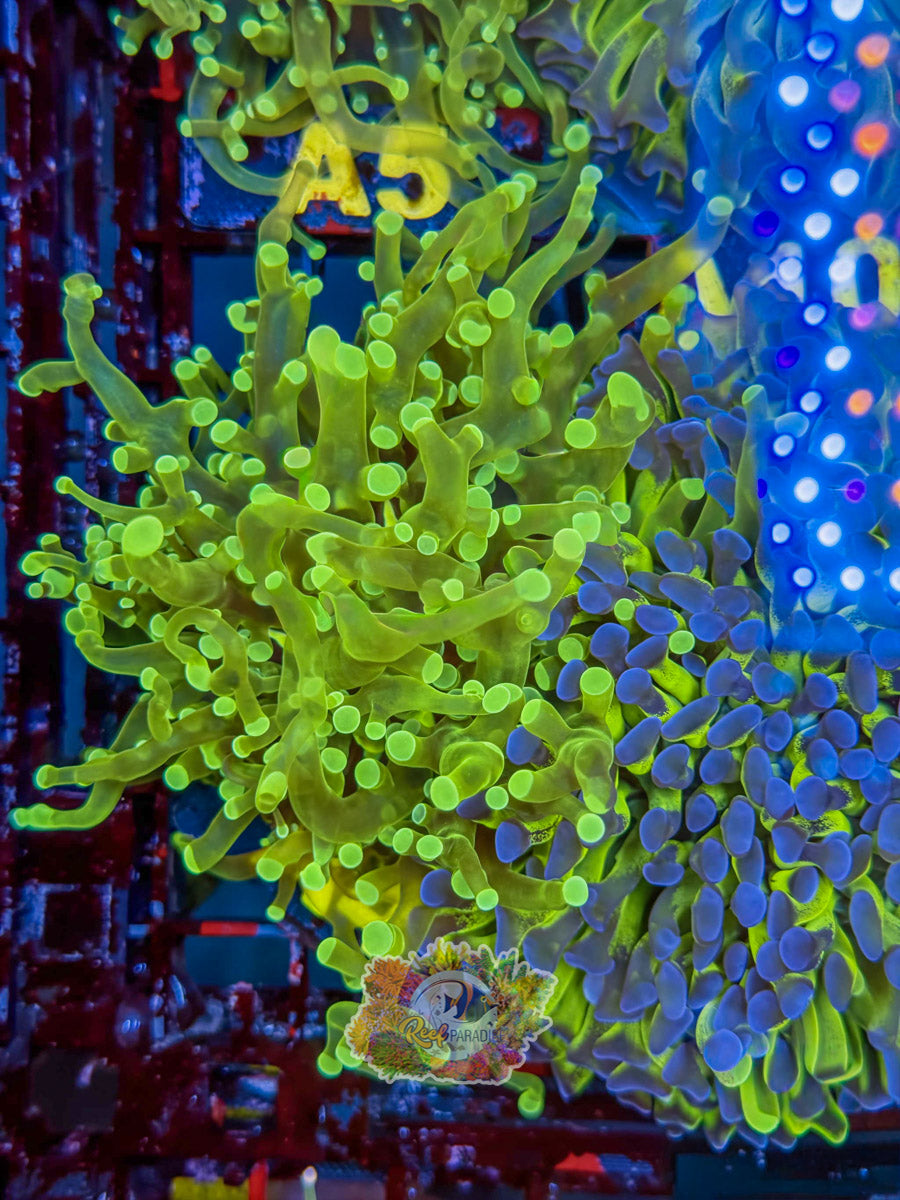 WYSIWYG A4 Ultra Frogspawn