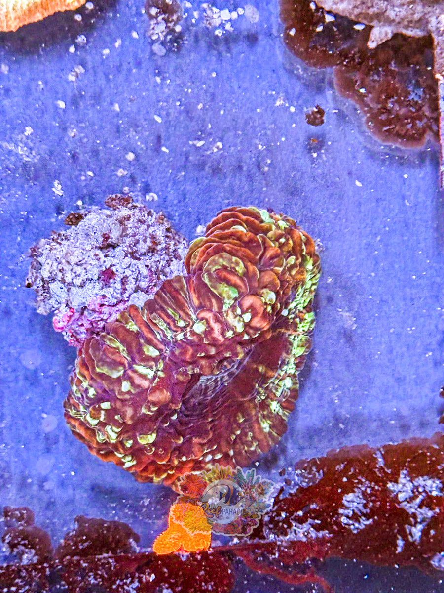 WYSIWYG Indophyllia