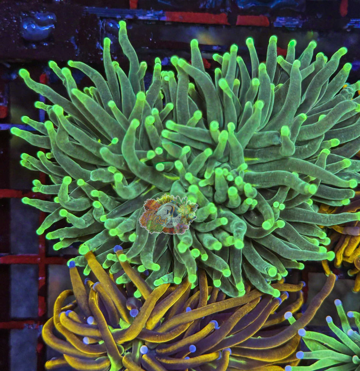 WYSIWYG 3 Neon Tip Torch