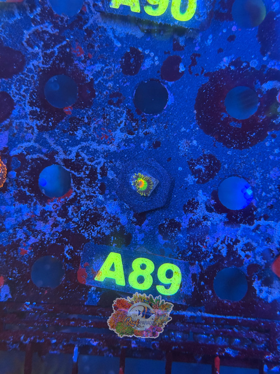 WYSIWYG A89 Rasta Zoa