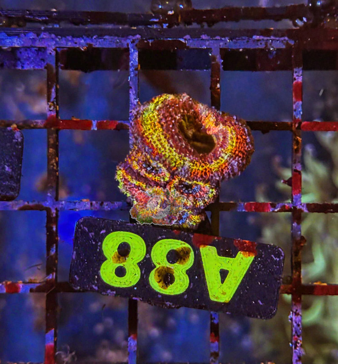 WYSIWYG 88 Rainbow Acan