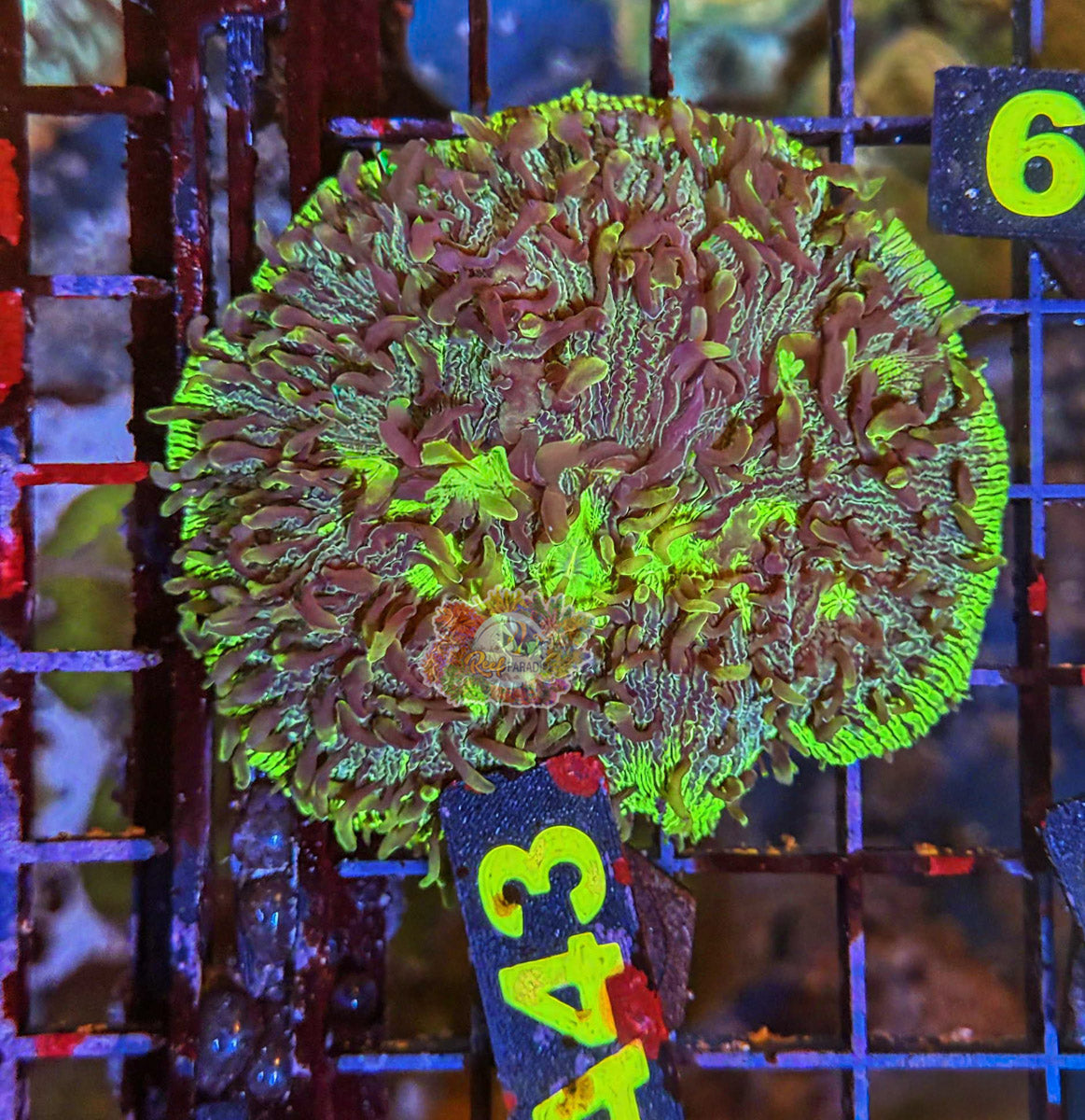 WYSIWYG 43 Ultra Plate Coral