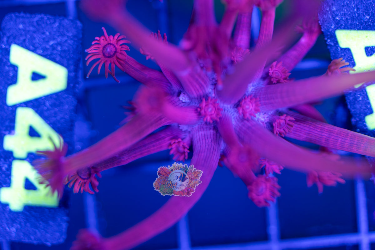 WYSIWYG 44 Bloody Mary Goniopora (Cultured 4+ years)