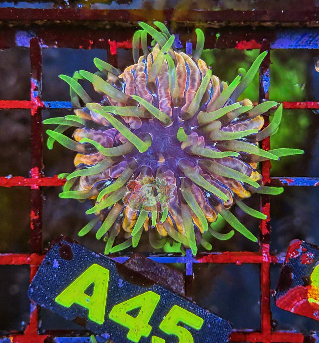 WYSIWYG 45 Rainbow Plate Coral *Spawned in store*